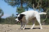 PARSON RUSSEL TERRIER 035